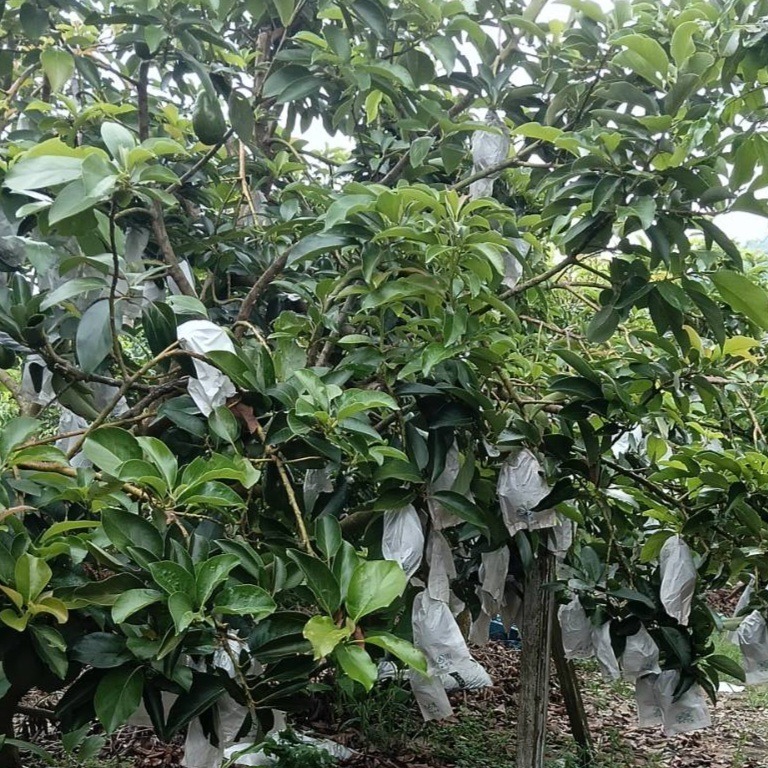 台南東山青皮酪梨🥑-細節圖3