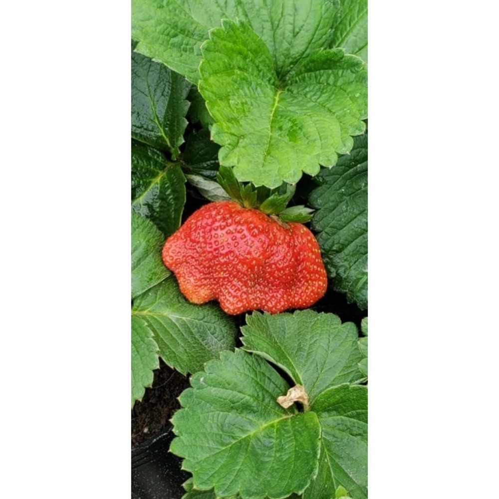 紅白草莓苗盲盒一單8盆-細節圖2