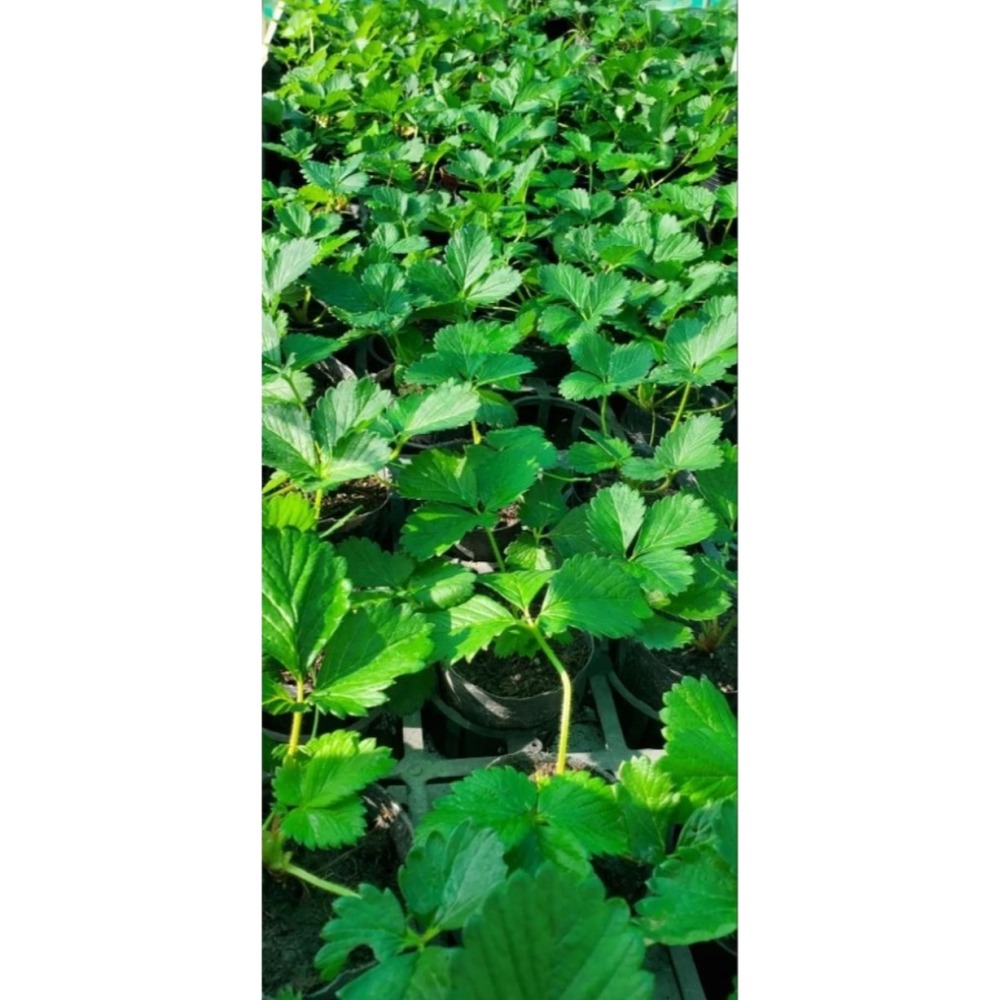 紅白草莓苗盲盒一單8盆-細節圖3