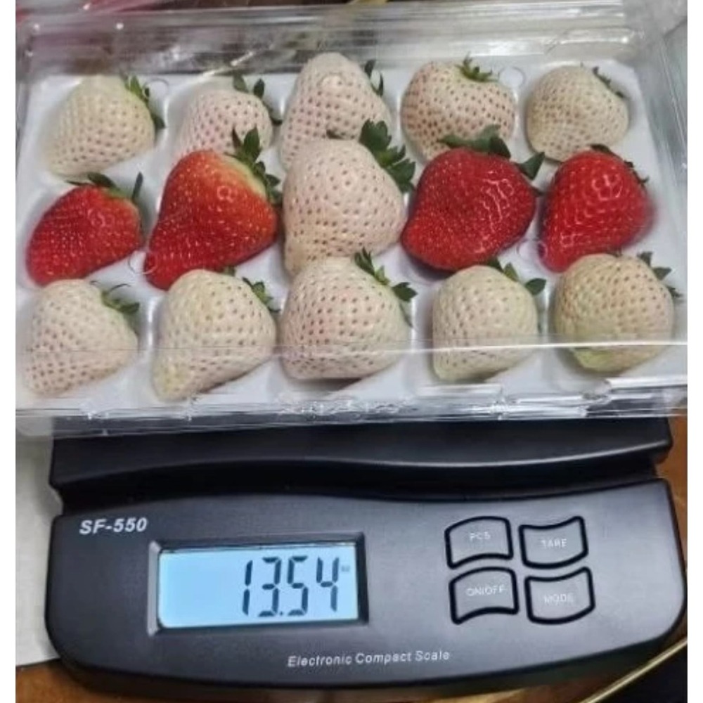 紅白草莓苗盲盒一單8盆-細節圖5