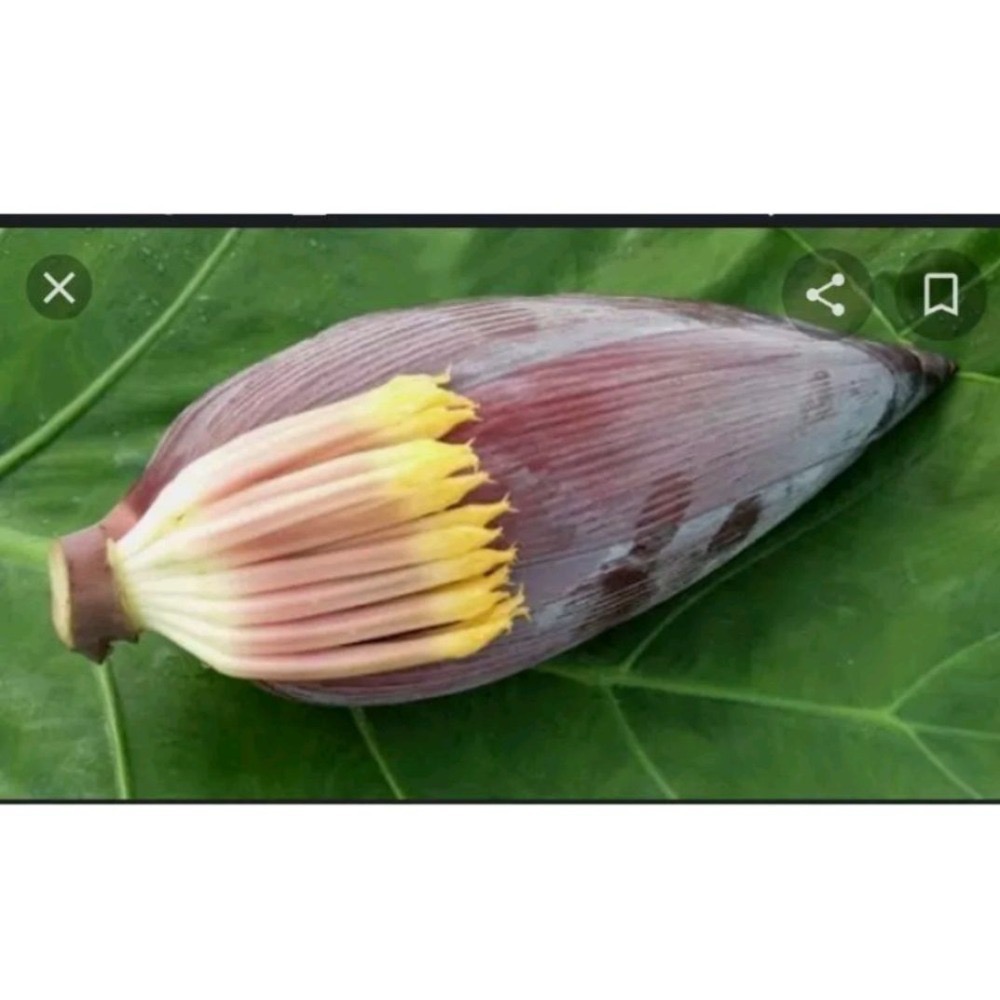 芭蕉花-細節圖2