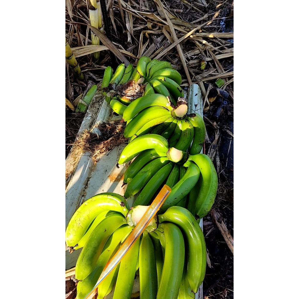 自己種的香蕉，沒有農藥-細節圖2