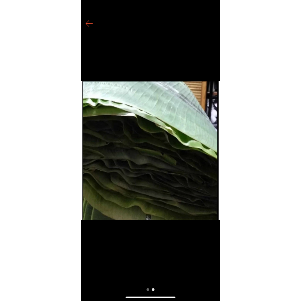 芭蕉葉 鮮採-細節圖2