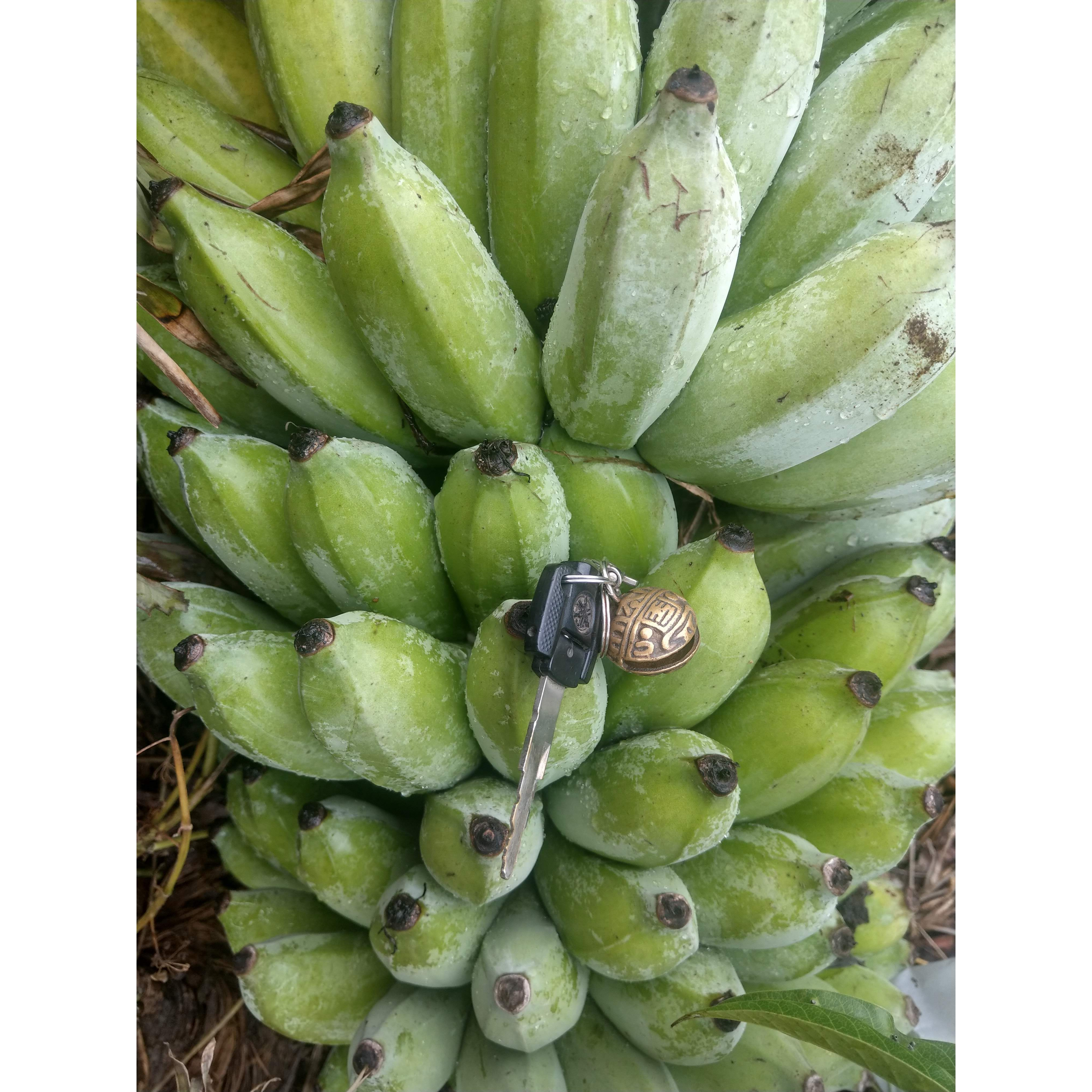 自己種的芭蕉，沒有農藥一斤35，自然生長只有下天然的肥料沒有農藥也沒有包所以有些可能醜一點點可以接受-細節圖2