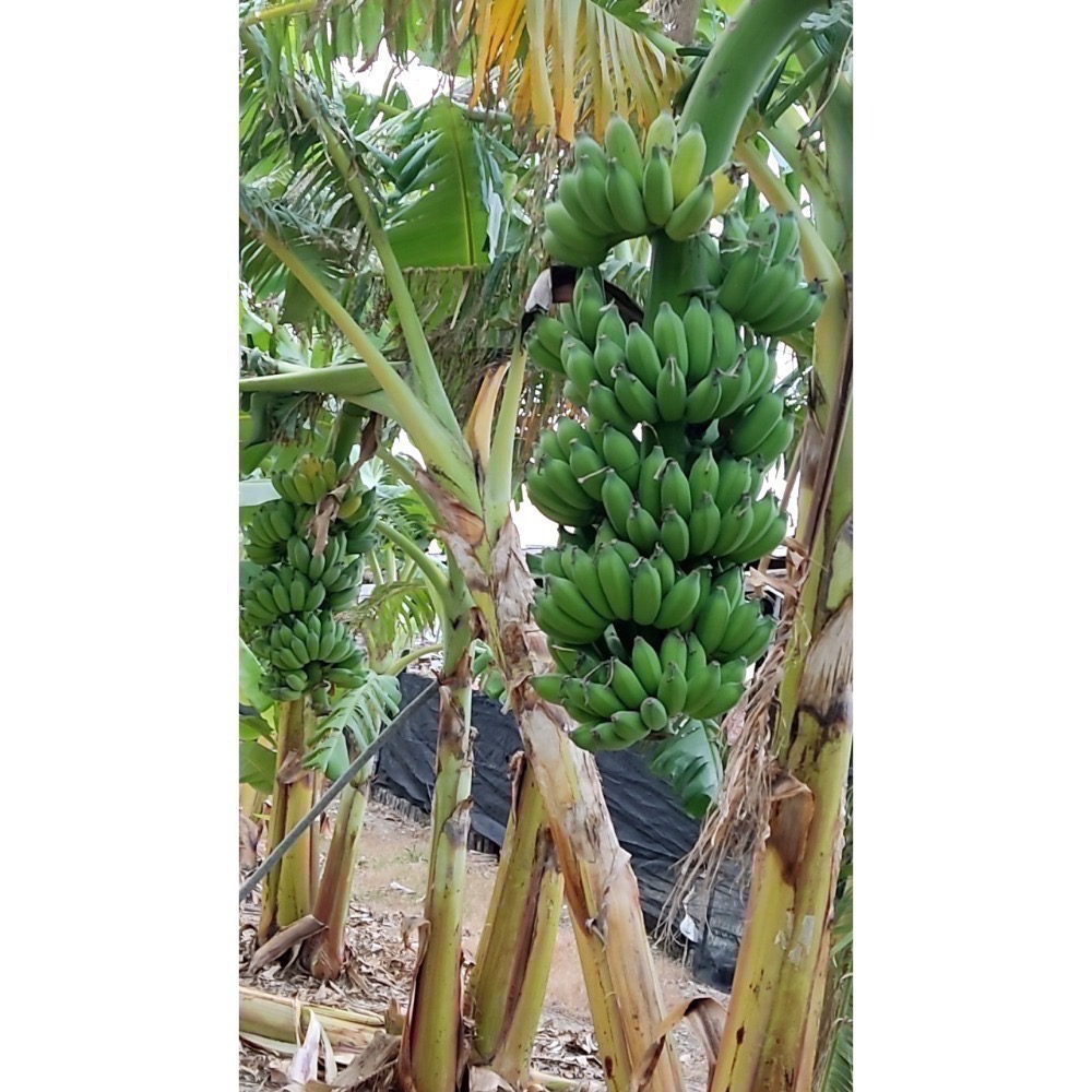 自己種的芭蕉，沒有農藥一斤35，自然生長只有下天然的肥料沒有農藥也沒有包所以有些可能醜一點點可以接受-細節圖3