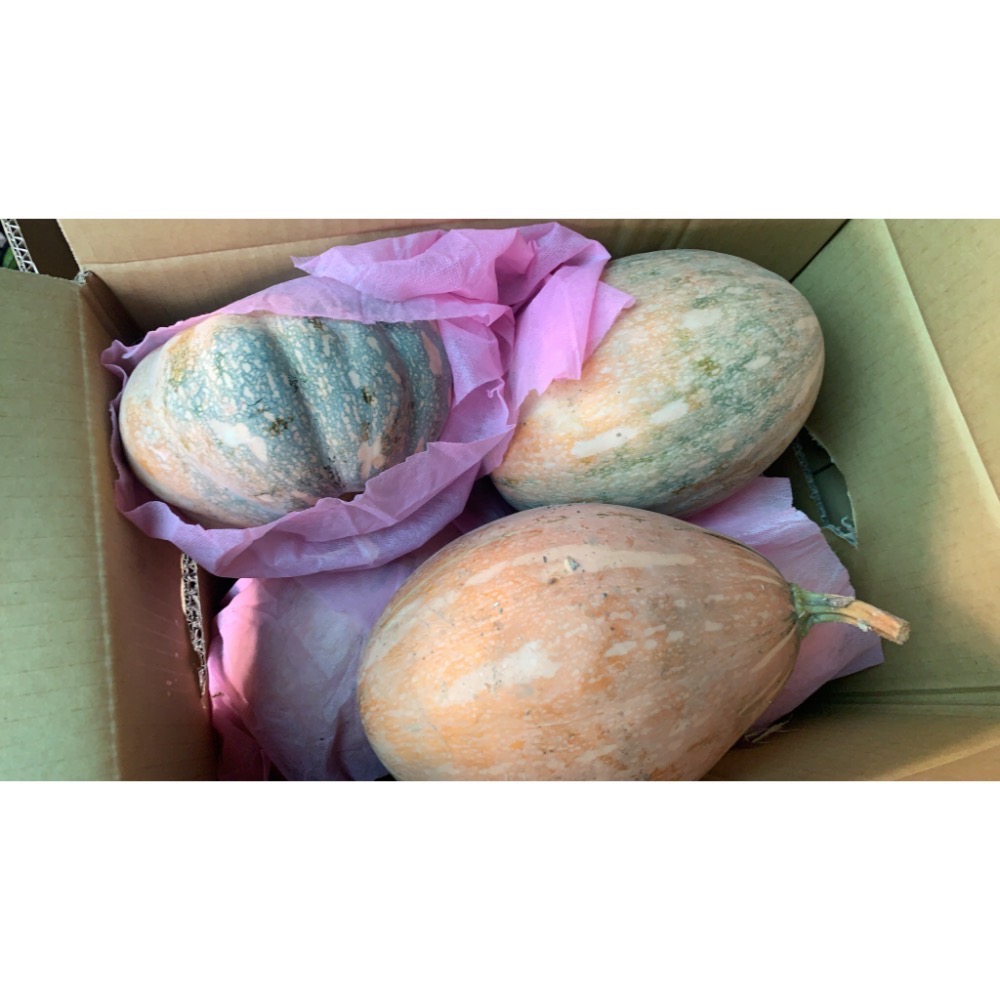 🎉颱風過後，所剩寥寥無幾可以採收了 【產地來源】嘉義朴子鹹地 【產品名稱】阿嬌南瓜  【產品售價】💥一斤29元💥 【重量-規格圖2