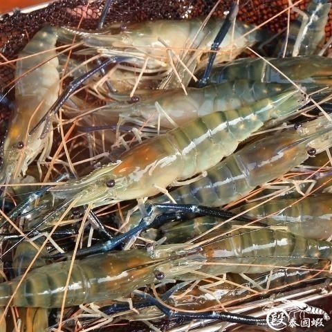 烤肉必備！段泰國蝦嚴選ｘ爆漿紅頭母蝦，愛吃蝦頭的饕客不容錯過-細節圖4