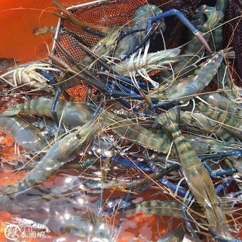烤肉必備！段泰國蝦精選 ｘ 老饕大蝦-A級-細節圖3