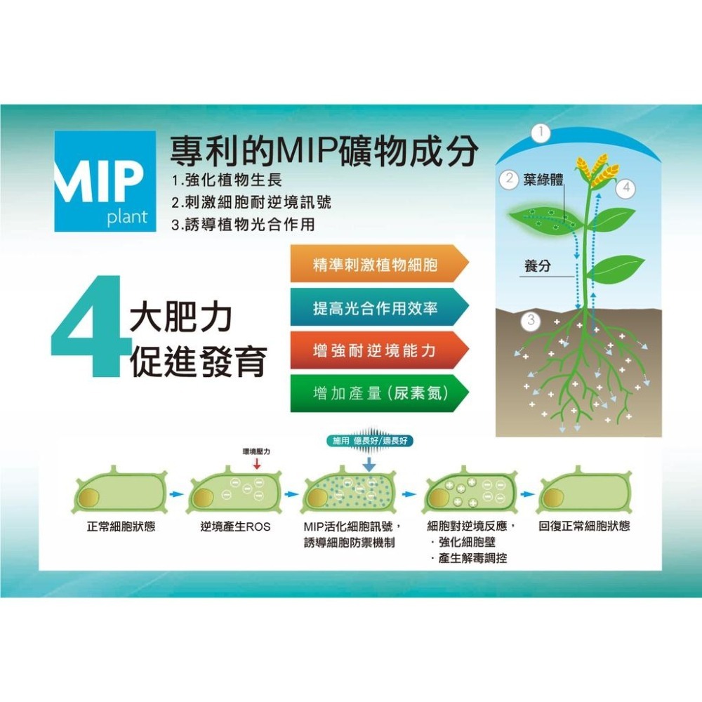 【肉肉朋友】億長好 生產優化劑 500ML 抗逆境 液態肥 鹿角蕨 觀葉植物 抗熱 抗寒-細節圖5