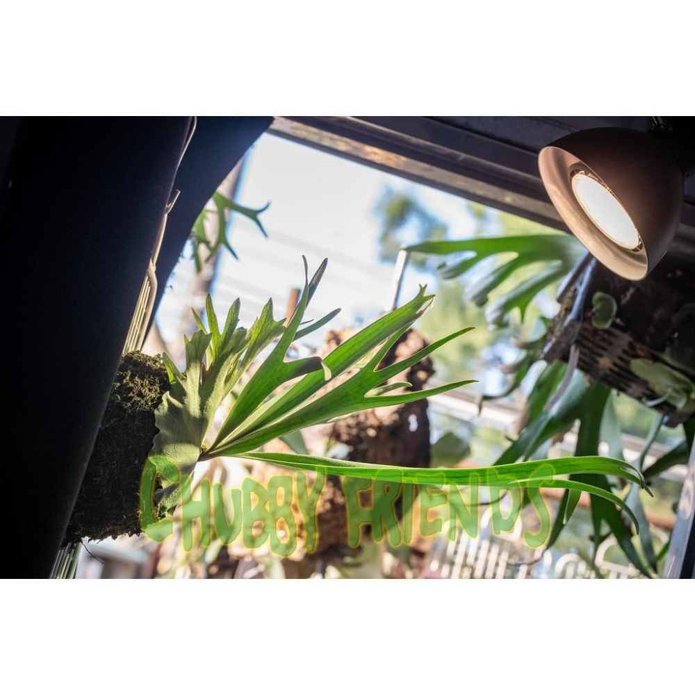 【肉肉朋友】 N10ﾟ Aditya 全光譜植物生長燈 20W E27 觀葉 鹿角蕨 多肉塊根 水草 雨林植物 植物燈-細節圖3