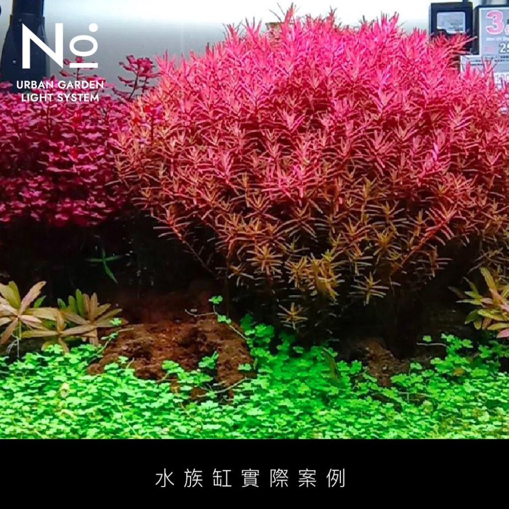 【肉肉朋友】 N10ﾟ Aditya 全光譜植物生長燈 20W E27 觀葉 鹿角蕨 多肉塊根 水草 雨林植物 植物燈-細節圖9