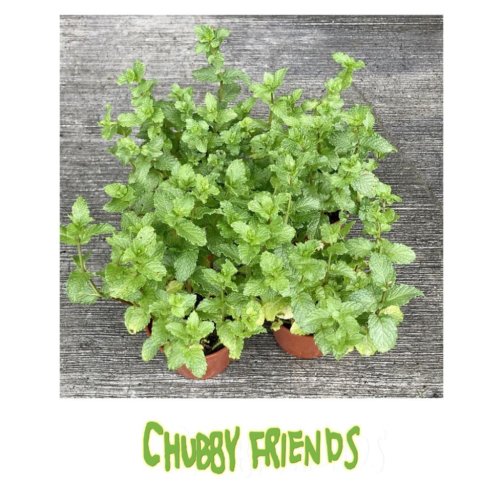 【肉肉朋友】 薄荷3吋 盆栽 防疫植物 抑制病毒 4盆一組 產地直銷