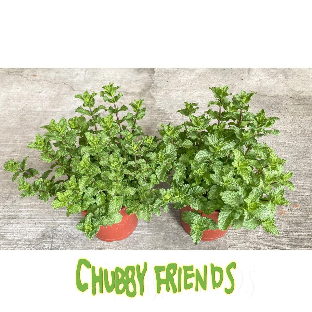 【肉肉朋友】 薄荷5吋 盆栽 防疫植物 抑制病毒 兩盆一組 產地直銷