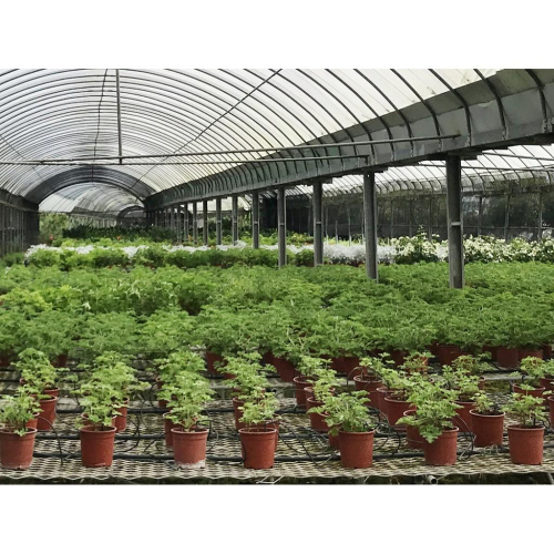 【肉肉朋友】香草植物 迷迭香 九層塔 百里香 薄荷 香料植物 Herb 產地直送