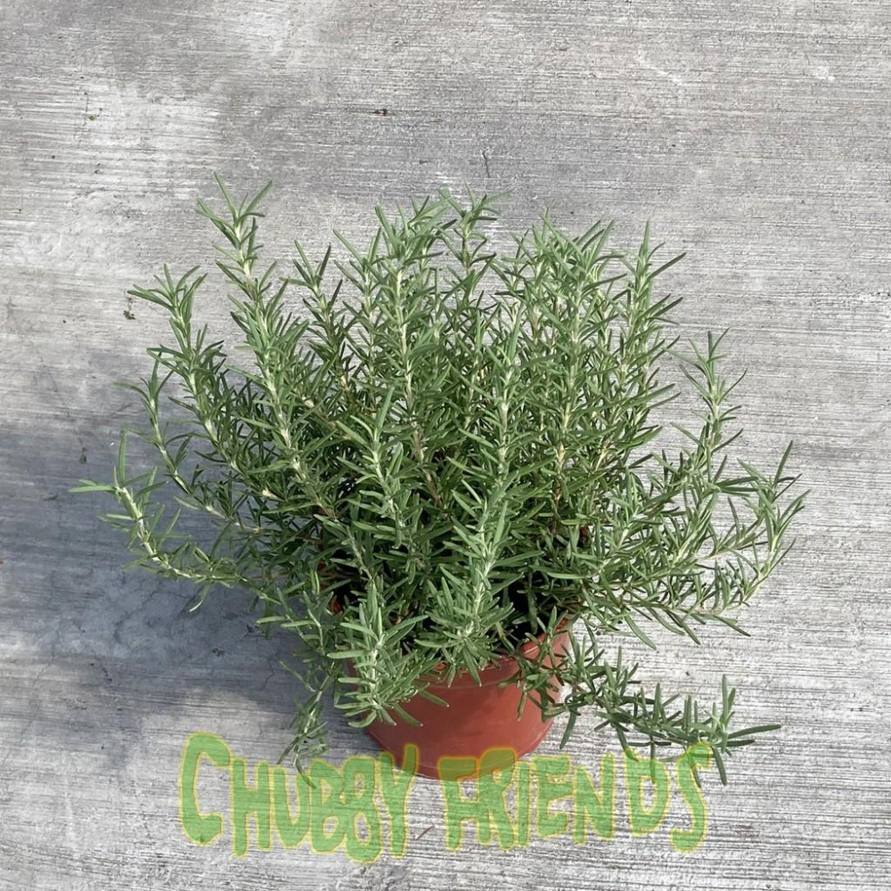 【肉肉朋友】香草植物 迷迭香 九層塔 百里香 薄荷 香料植物 Herb 產地直送-細節圖2