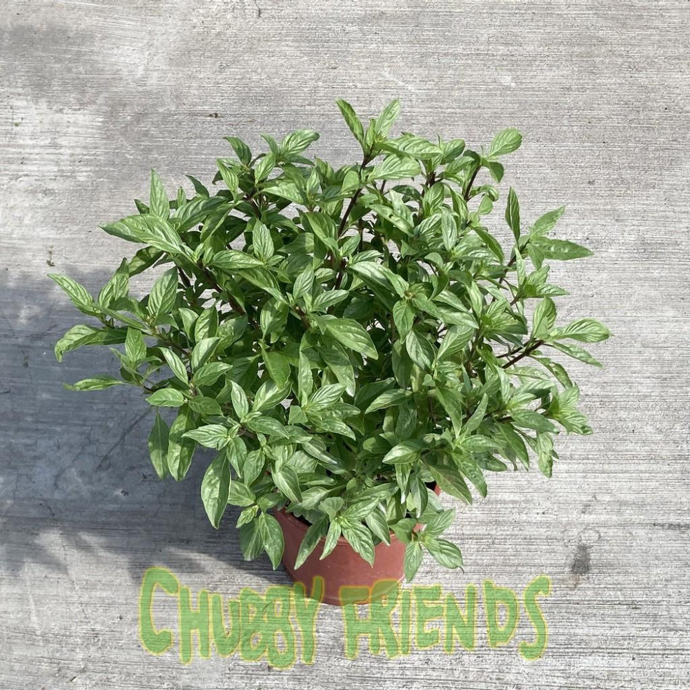 【肉肉朋友】香草植物 迷迭香 九層塔 百里香 薄荷 香料植物 Herb 產地直送-細節圖3