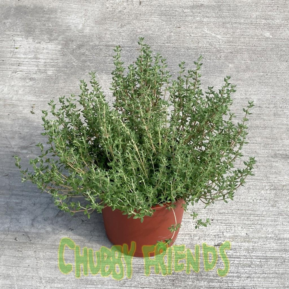 【肉肉朋友】香草植物 迷迭香 九層塔 百里香 薄荷 香料植物 Herb 產地直送-細節圖4