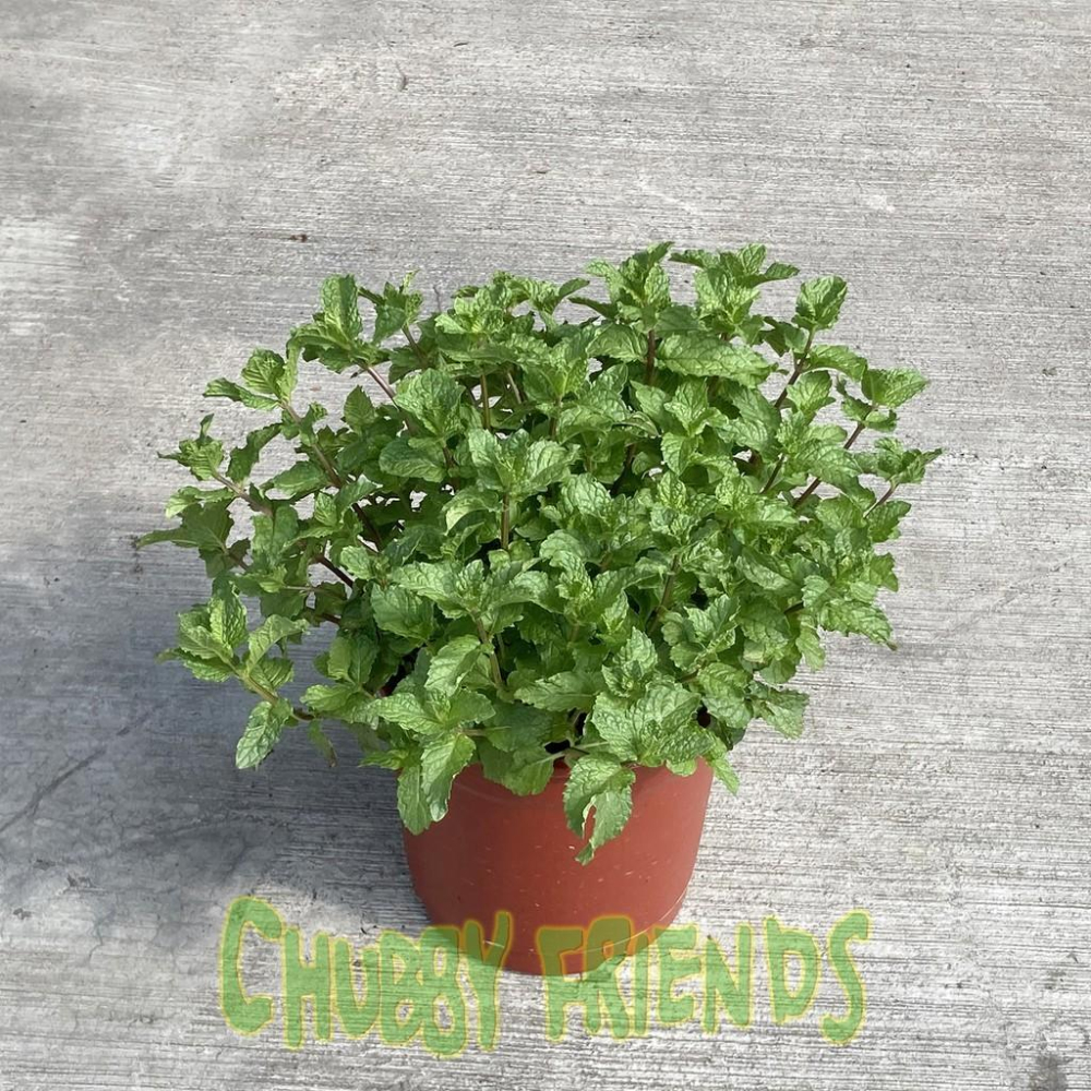 【肉肉朋友】香草植物 迷迭香 九層塔 百里香 薄荷 香料植物 Herb 產地直送-細節圖5