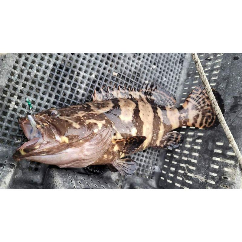 （八珍）莎美  粗骨 蜜蜂先生 鉛頭鉤 超強力  超好用 海釣場  石斑  大物-細節圖4