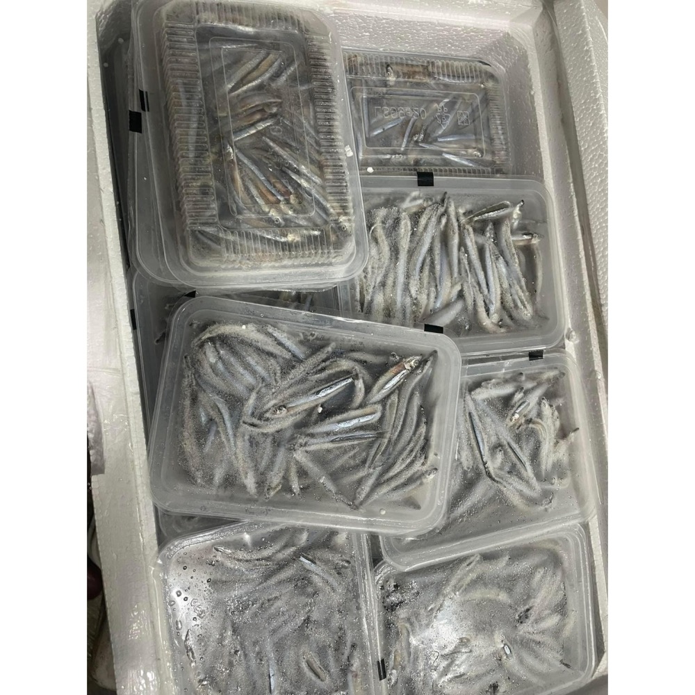 澎湖野生生丁香魚-細節圖3