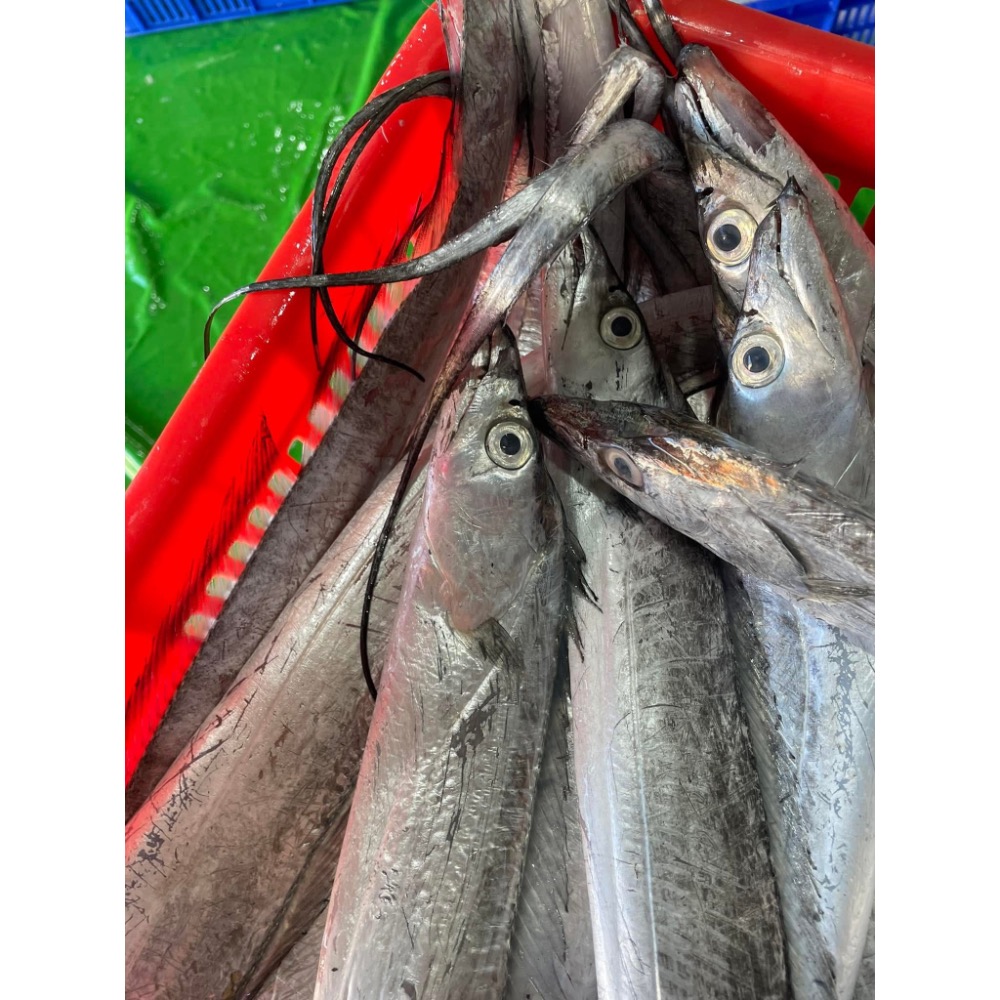 澎湖白帶魚切片包-細節圖3