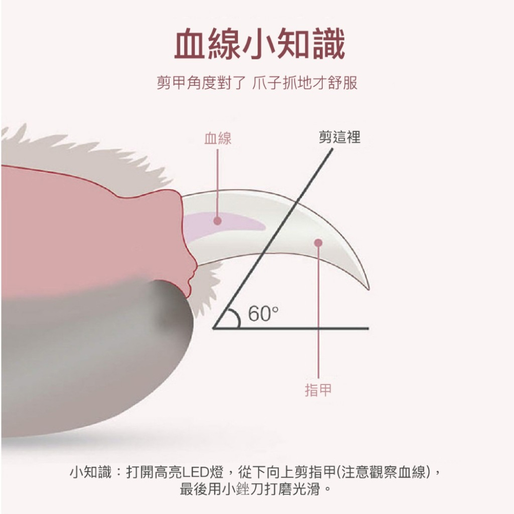 LED燈寵物指甲剪 寵物指甲剪 貓咪指甲剪 狗狗指甲剪 剪刀 寵物 指甲剪 貓狗指甲剪 寵物美容-細節圖6