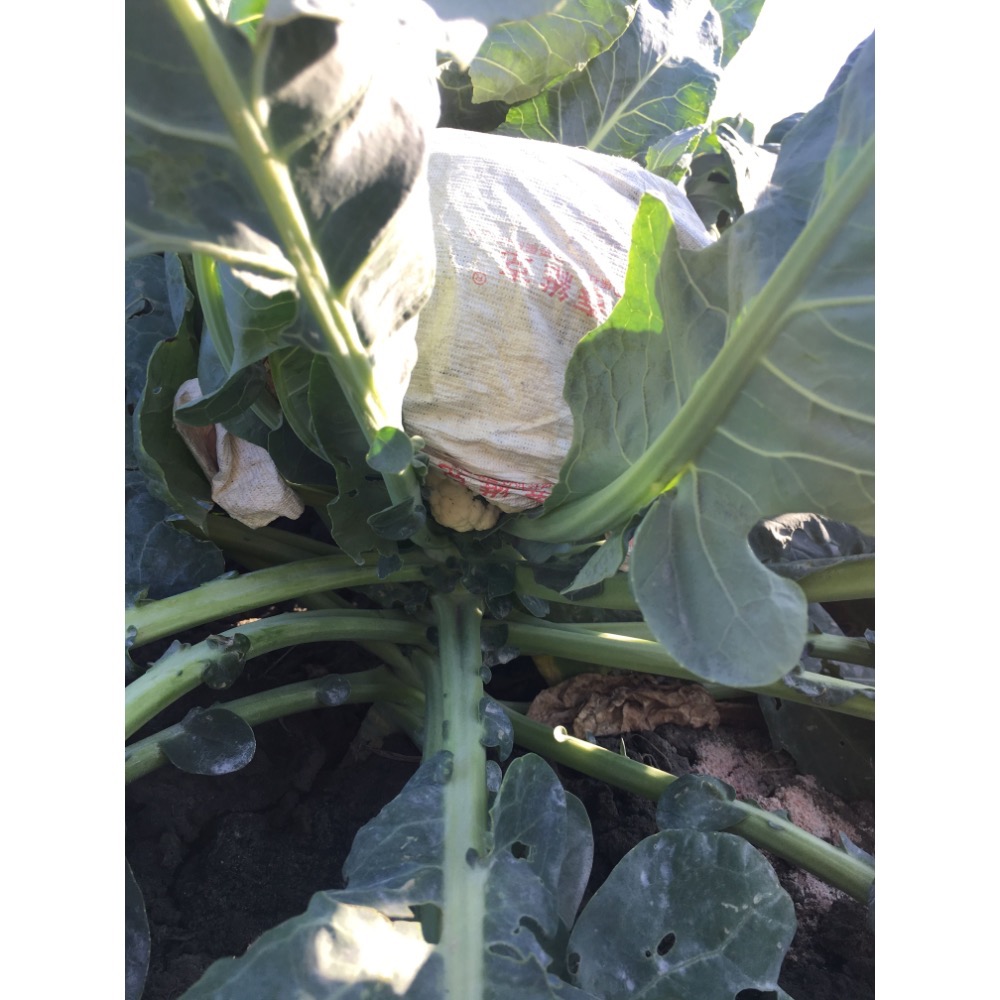 【鹿港阿政】花椰菜乾-古早味-細節圖4