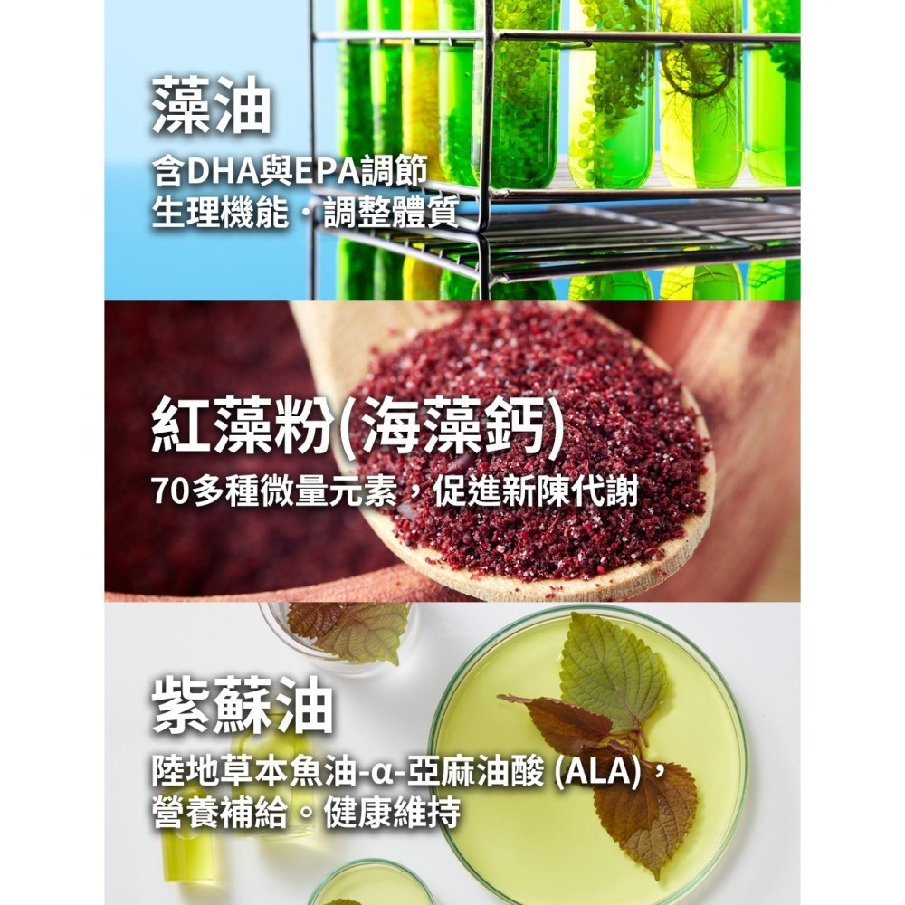 威瑪舒培×甜蜜家族 深海藻油EX 60顆/盒｜藻油DHA紫蘇油 調節體質 全素可食-細節圖3