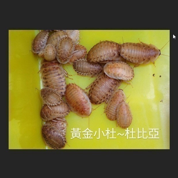 [黃金小杜] 黃金杜比亞 杜比亞 專用特調寵物飼料顆粒 1-3.5-細節圖5