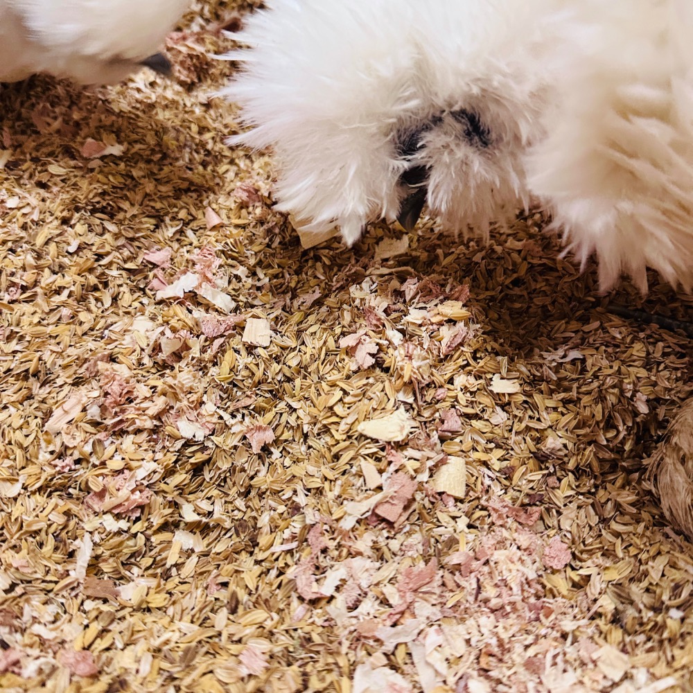 ▲ 哈雞米▼ 寵物雞 柯爾鴨 蘆丁雞 發酵床墊料 機器多次過濾 稻穀 粗糠 em菌 無味消臭 5L 15L-規格圖5