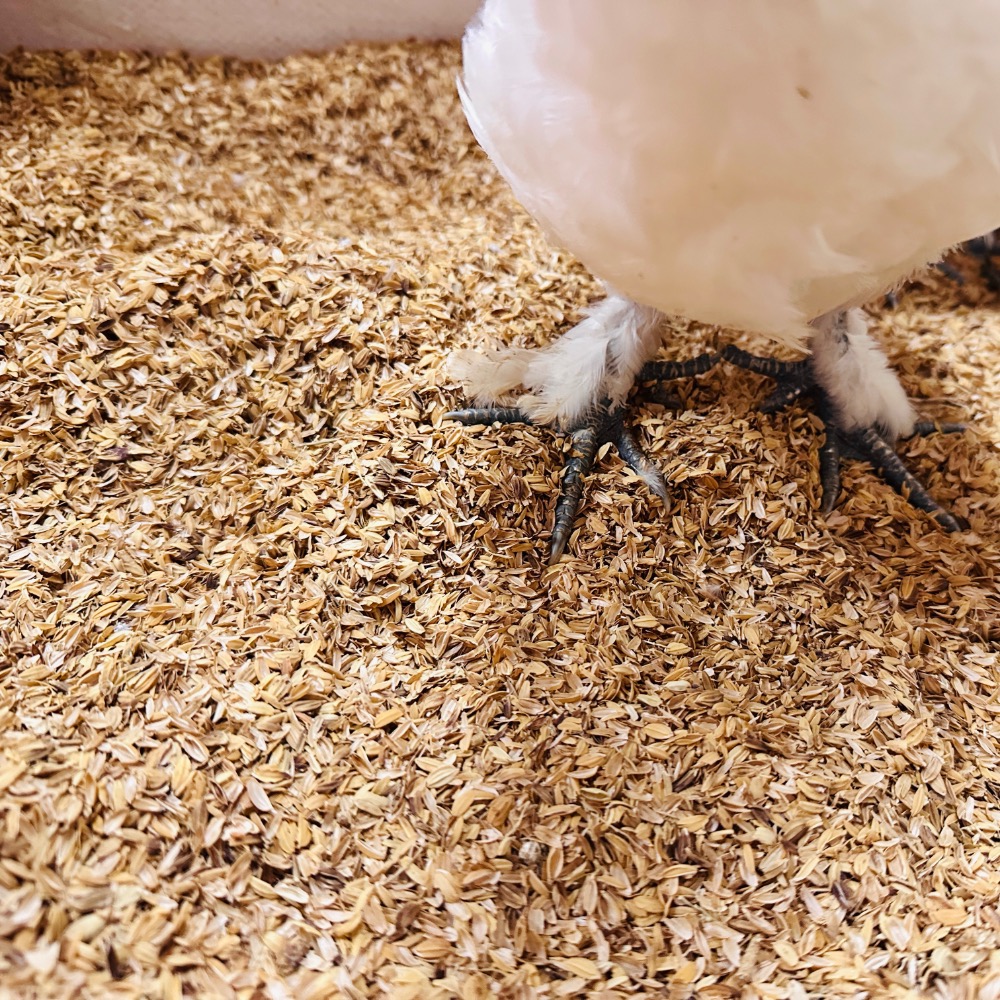 純稻穀發酵床-（稻穀+EM菌）