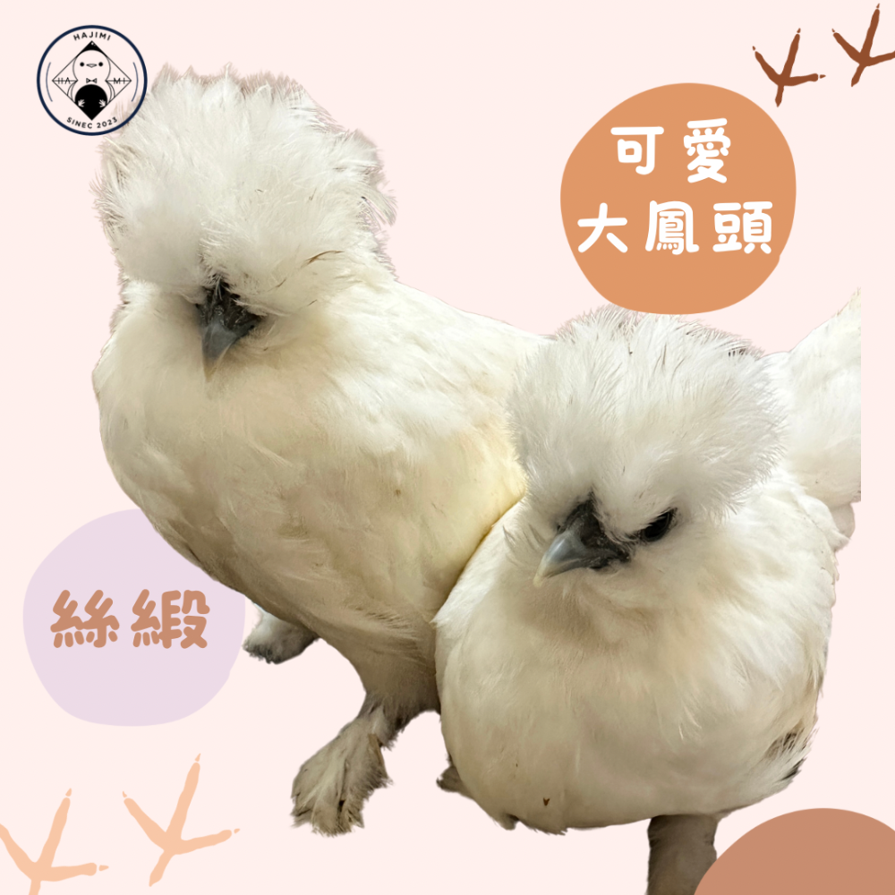 ▲ 哈雞米 ▼ 絨毛寵物 希爾雞 白色系 栗色 金色 美系絲羽雞 絲緞雞 種蛋 受精蛋 撿蛋自由-細節圖2