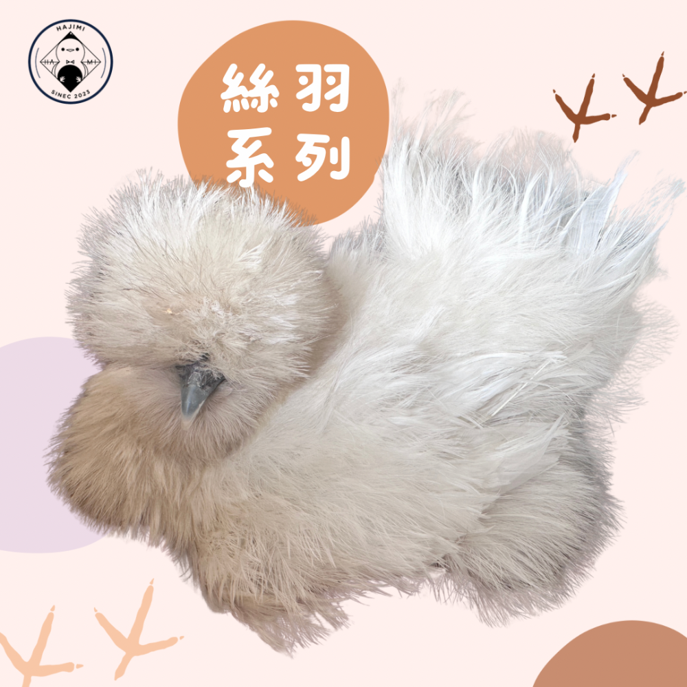 ▲ 哈雞米 ▼ 絨毛寵物 希爾雞 白色系 栗色 金色 美系絲羽雞 絲緞雞 種蛋 受精蛋 撿蛋自由-細節圖3