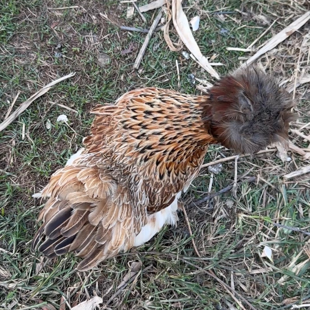 ▲ 哈雞米 ▼ 絨毛寵物 希爾雞 白色系 栗色 金色 美系絲羽雞 絲緞雞 種蛋 受精蛋 撿蛋自由-細節圖4