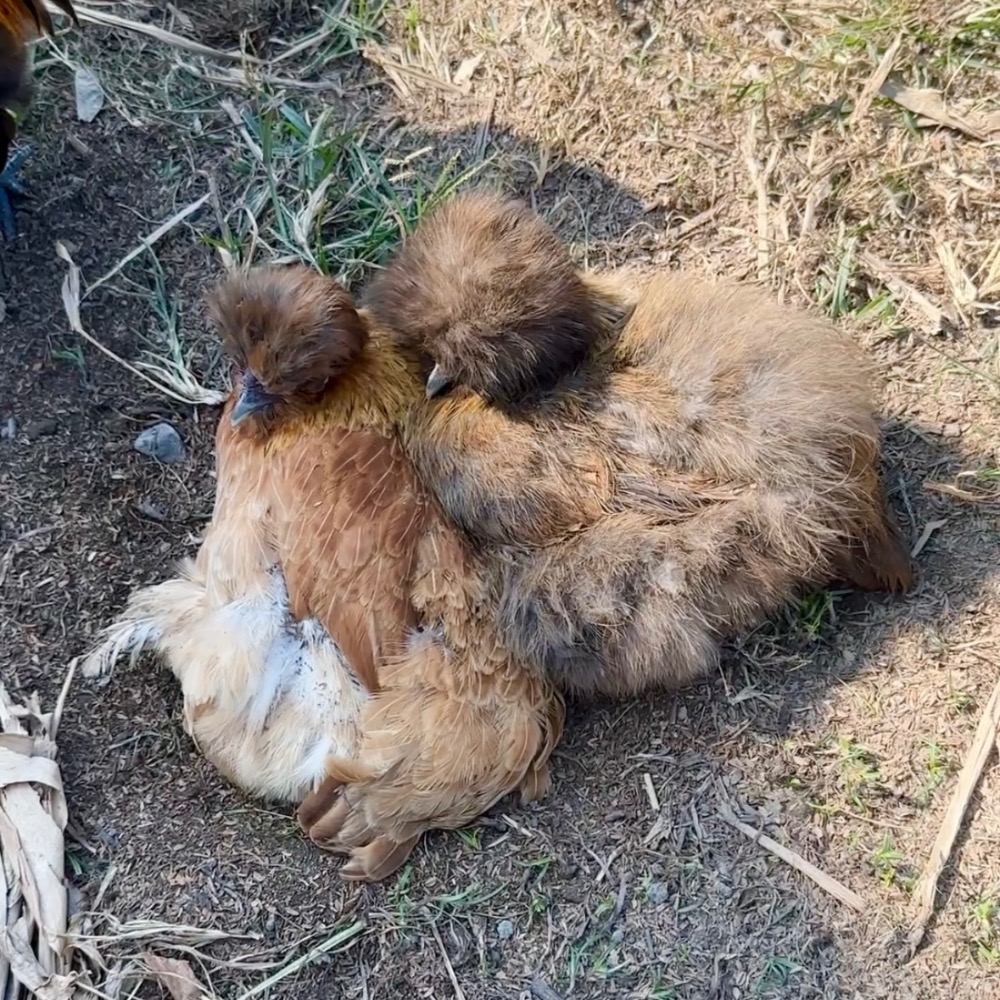 ▲ 哈雞米 ▼ 絨毛寵物 希爾雞 白色系 栗色 金色 美系絲羽雞 絲緞雞 種蛋 受精蛋 撿蛋自由-細節圖5