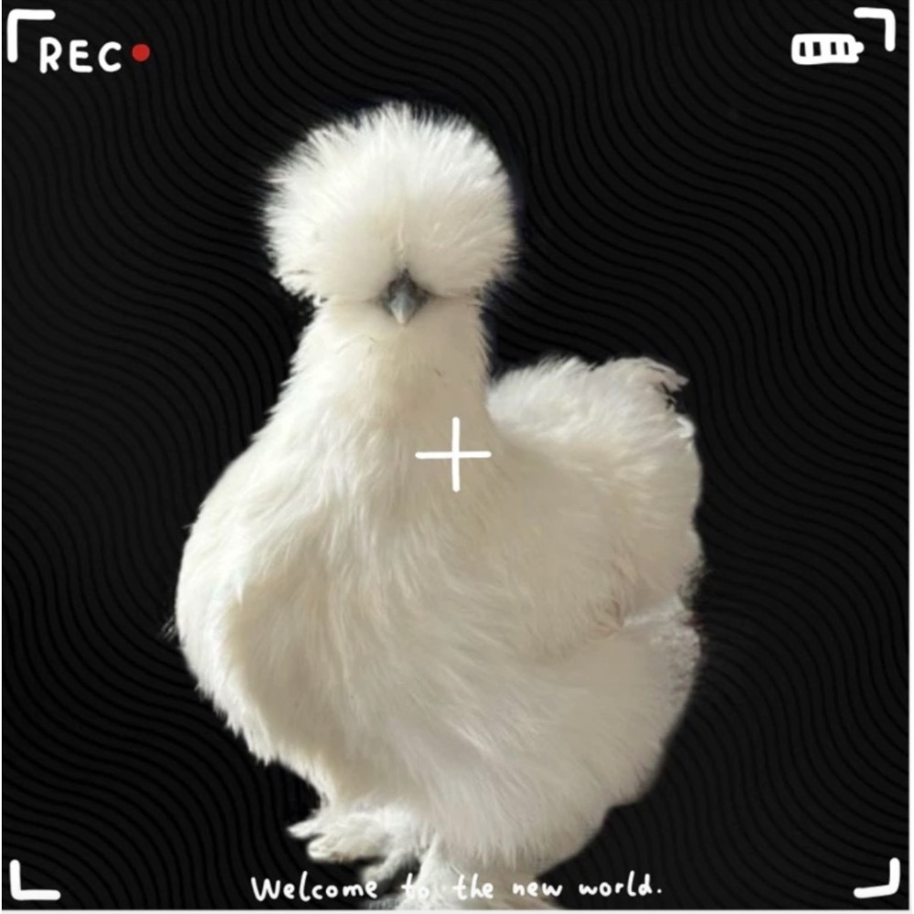 ▲ 哈雞米 ▼ 絨毛寵物 希爾雞 白色系 栗色 金色 美系絲羽雞 絲緞雞 種蛋 受精蛋 撿蛋自由-細節圖6