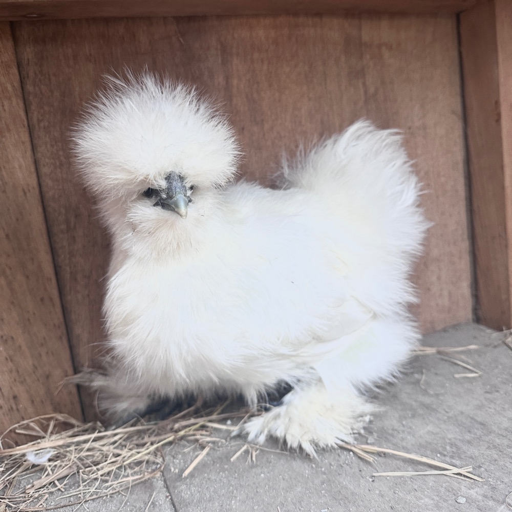 ▲ 哈雞米 ▼ 絨毛寵物 希爾雞 白色系 栗色 金色 美系絲羽雞 絲緞雞 種蛋 受精蛋 撿蛋自由-細節圖7