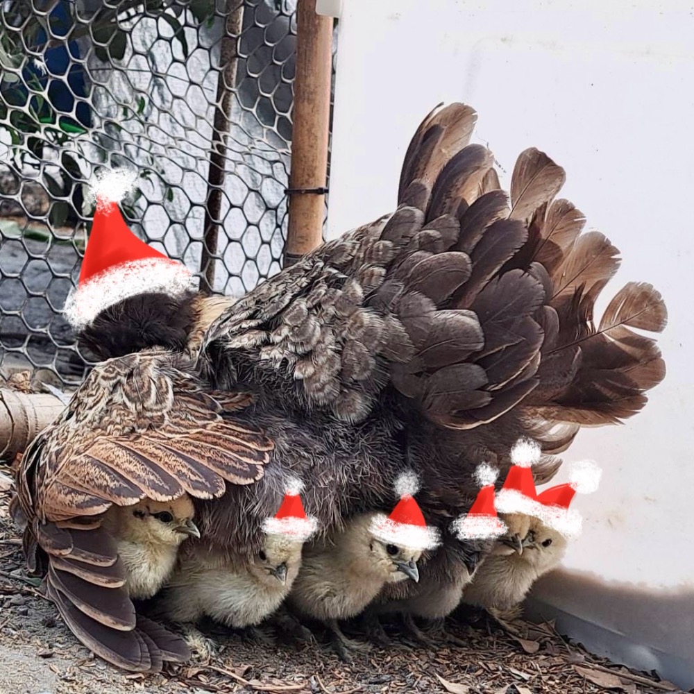 ▲ 哈雞米 ▼ 絨毛寵物 希爾雞 白色系 栗色 金色 美系絲羽雞 絲緞雞 種蛋 受精蛋 撿蛋自由-細節圖8