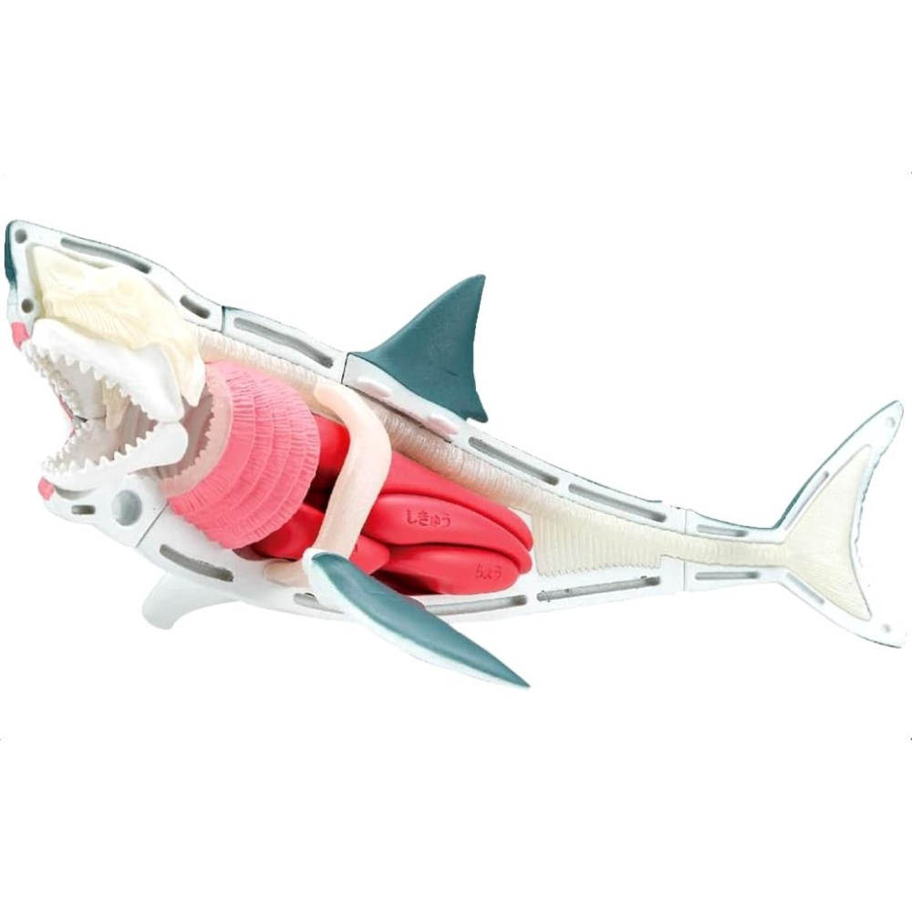 [那間店]MegaHouse 自然科學系列 鯊魚 趣味拼圖-細節圖6
