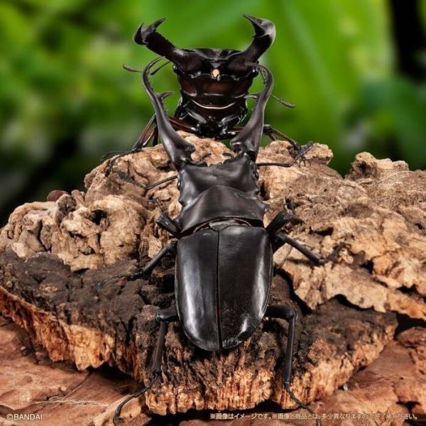 [那間店]BANDAI 生物大圖鑑 長頸鹿鋸鍬形蟲/巨顎叉角鍬形蟲 一中盒4入販售 附展示支架 BB72010-細節圖2