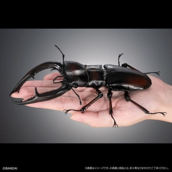 [那間店]BANDAI 生物大圖鑑 長頸鹿鋸鍬形蟲/巨顎叉角鍬形蟲 一中盒4入販售 附展示支架 BB72010-細節圖4