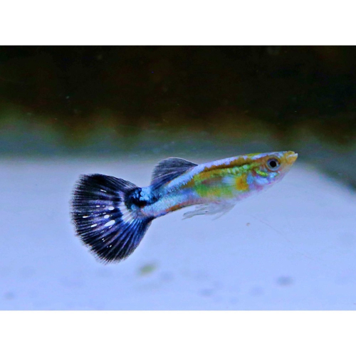 【成崧水族,10送1】藍寶石孔雀 藍電光孔雀魚 藍電光 孔雀魚 小型魚 熱帶魚