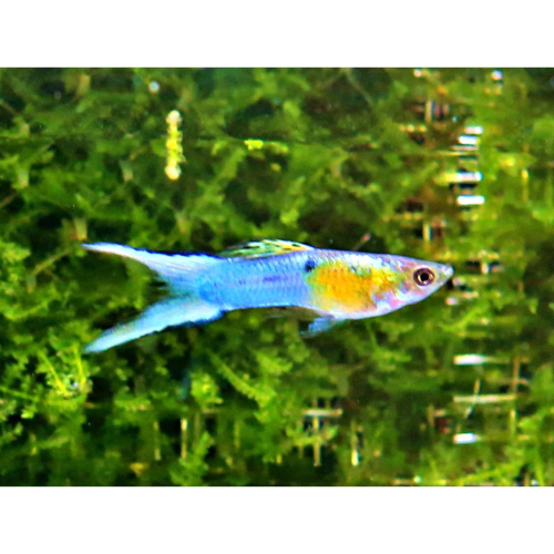 【成崧水族】日本藍雙劍 藍雙劍孔雀魚 孔雀魚 小型魚 熱帶魚