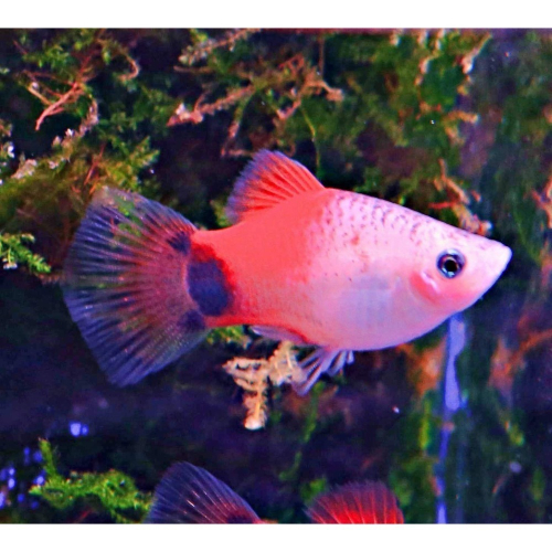 【成崧水族】紅白米奇魚 紅白米奇 米奇魚 球魚