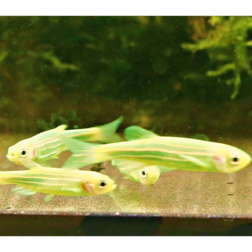 【成崧水族】綠仙子3代斑馬魚 綠仙子三代 斑馬魚