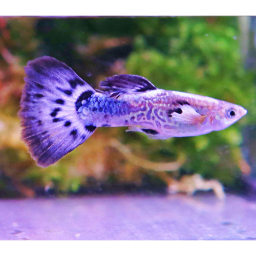 【成崧水族，10送1】紫蛇孔雀魚 紫蛇孔雀 孔雀魚 小型魚 熱帶魚