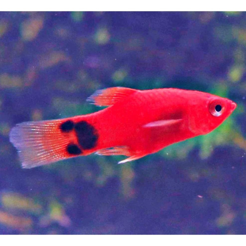 【成崧水族】紅米奇魚 紅米奇魚 球魚 米奇魚
