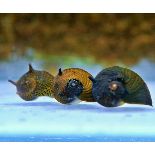 【成崧水族】黑角螺 螺類 小型螺 除藻螺 草缸專用