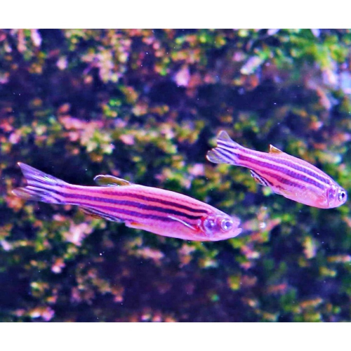 【成崧水族,10送1】雙色仙子 紫蘭斑馬 雙色仙子斑馬 斑馬魚