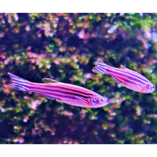 【成崧水族】雙色仙子 紫蘭斑馬 雙色仙子斑馬 斑馬魚